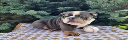 English Bulldog dogs for sale: Elliot - Ad 8