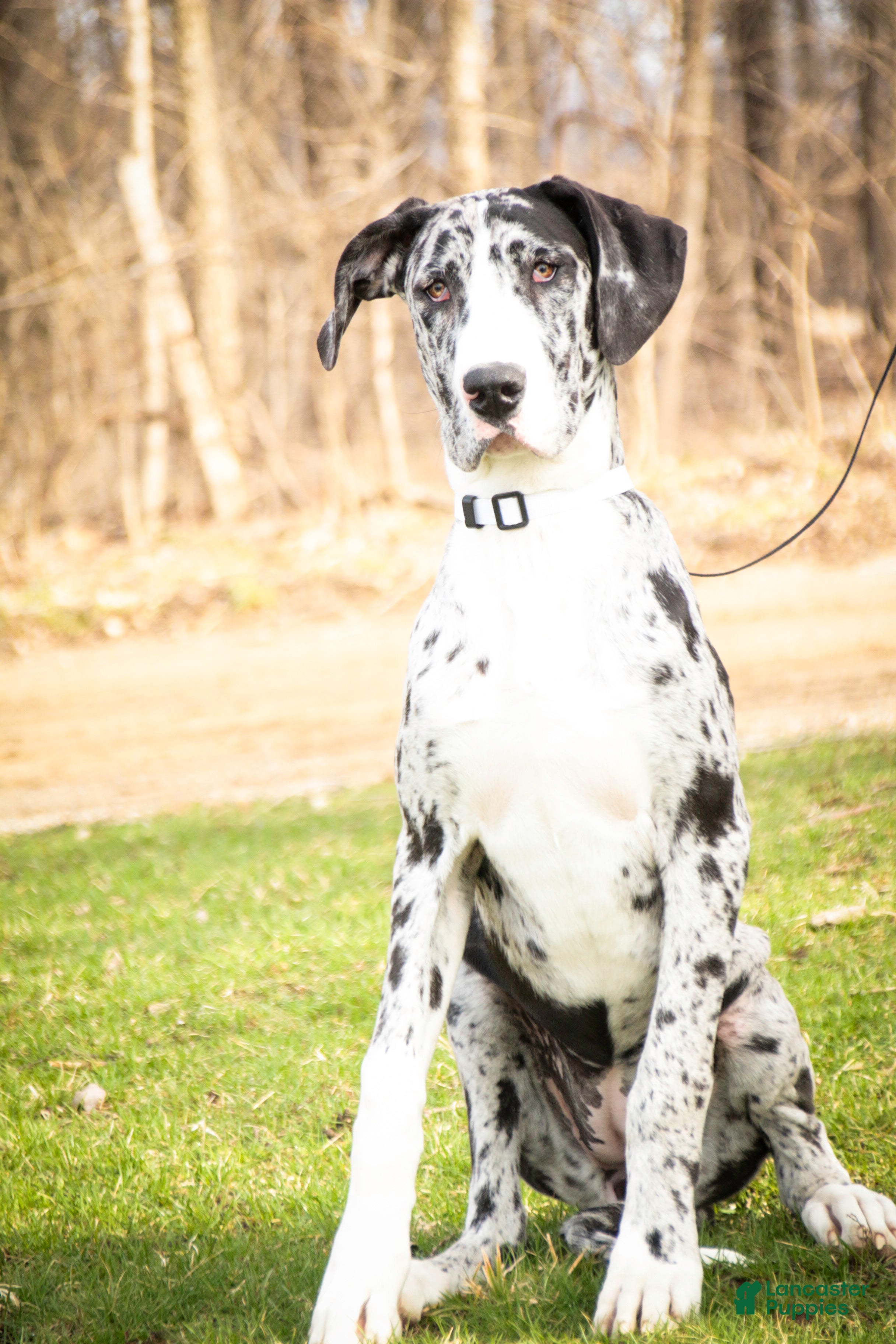 Great Dane dogs Lorelai - Ad 2