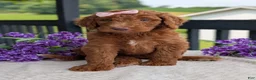 Goldendoodle dogs for sale: Miss Ellie - Ad 23