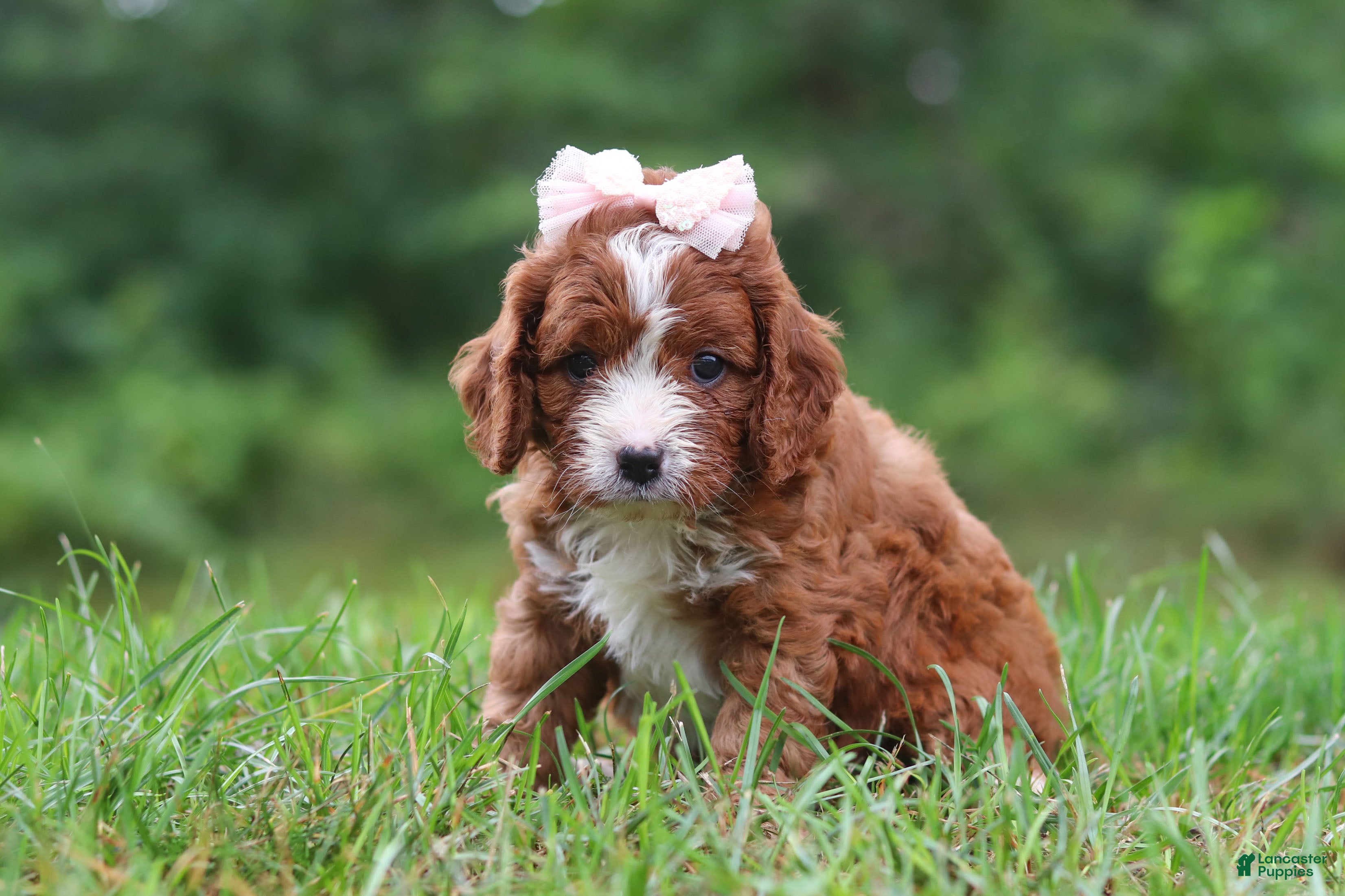 Cavapoo dogs Wilma - Ad 2