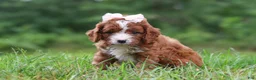 Cavapoo dogs for sale: Wilma - Ad 2