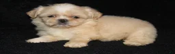 Shih Tzu dogs for sale: Lilly - Ad 2