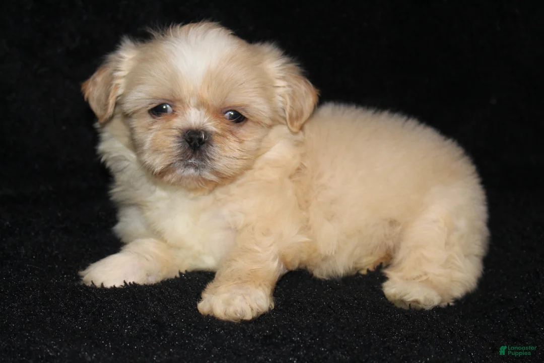 Shih Tzu dogs for sale: Lilly - Ad 2
