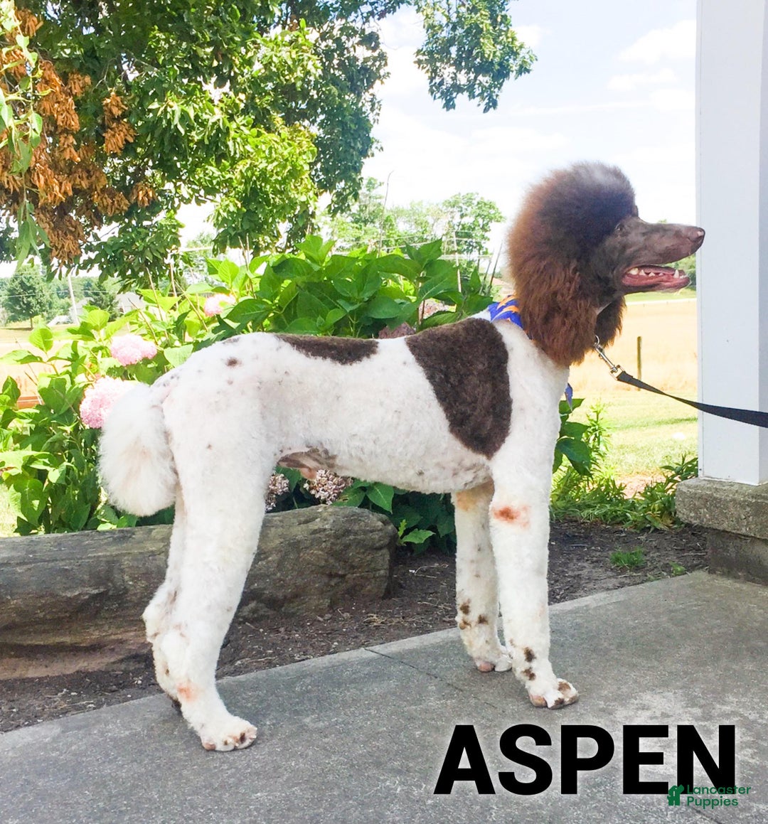 Aussiedoodle dogs for sale: Lizzy - Ad 3