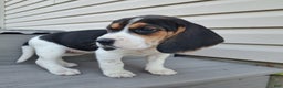 Beagle dogs for sale: GRACIE - Ad 3