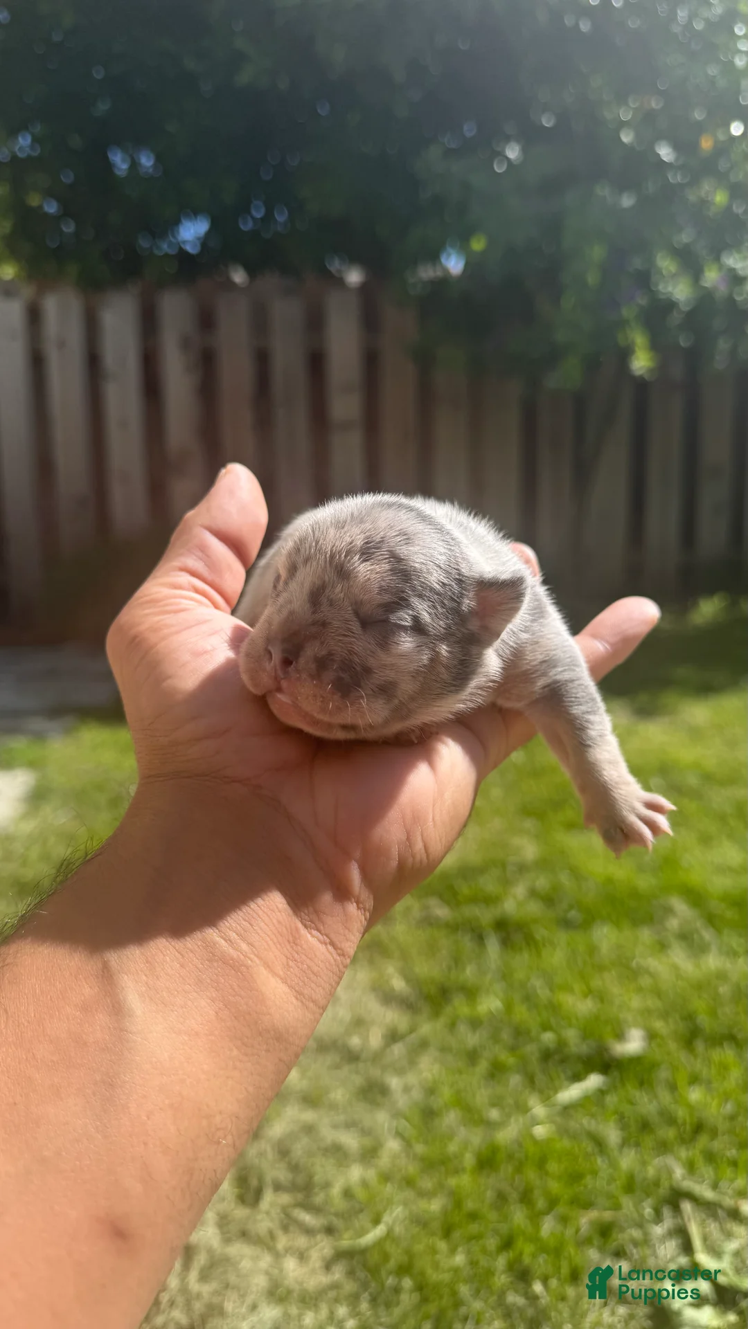 French Bulldog dogs for sale: Dior - Ad 6