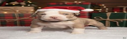 American Bully dogs for sale: Mochi - Ad 1