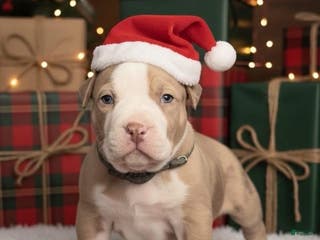 American Bully dogs Mochi - Ad 35