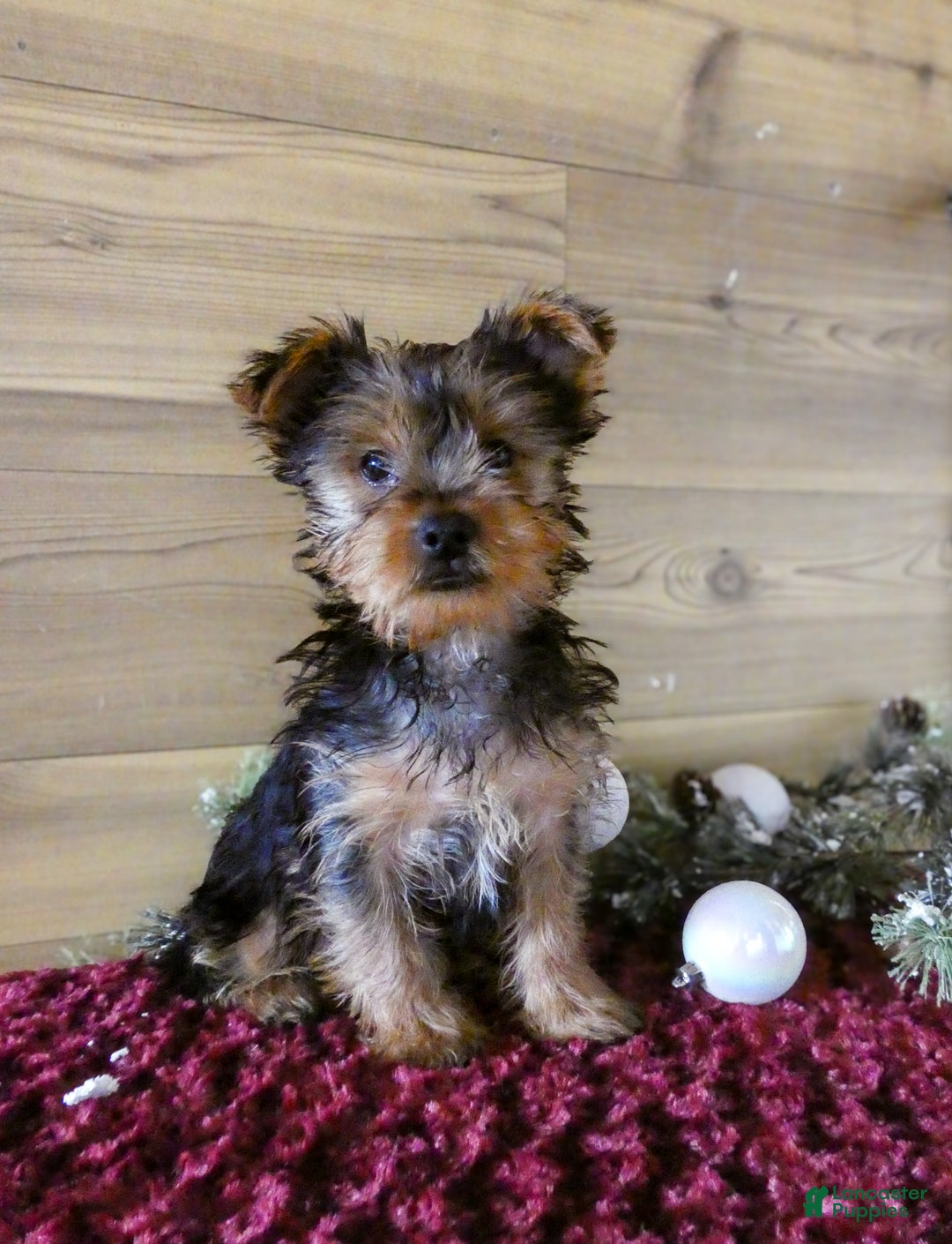 Yorkshire Terrier dogs for sale: Axel - Ad 2