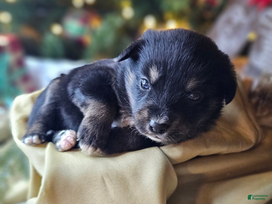 Mixed Breed dogs for sale: The Enchanted Pomalier 🐾 - Ad 9