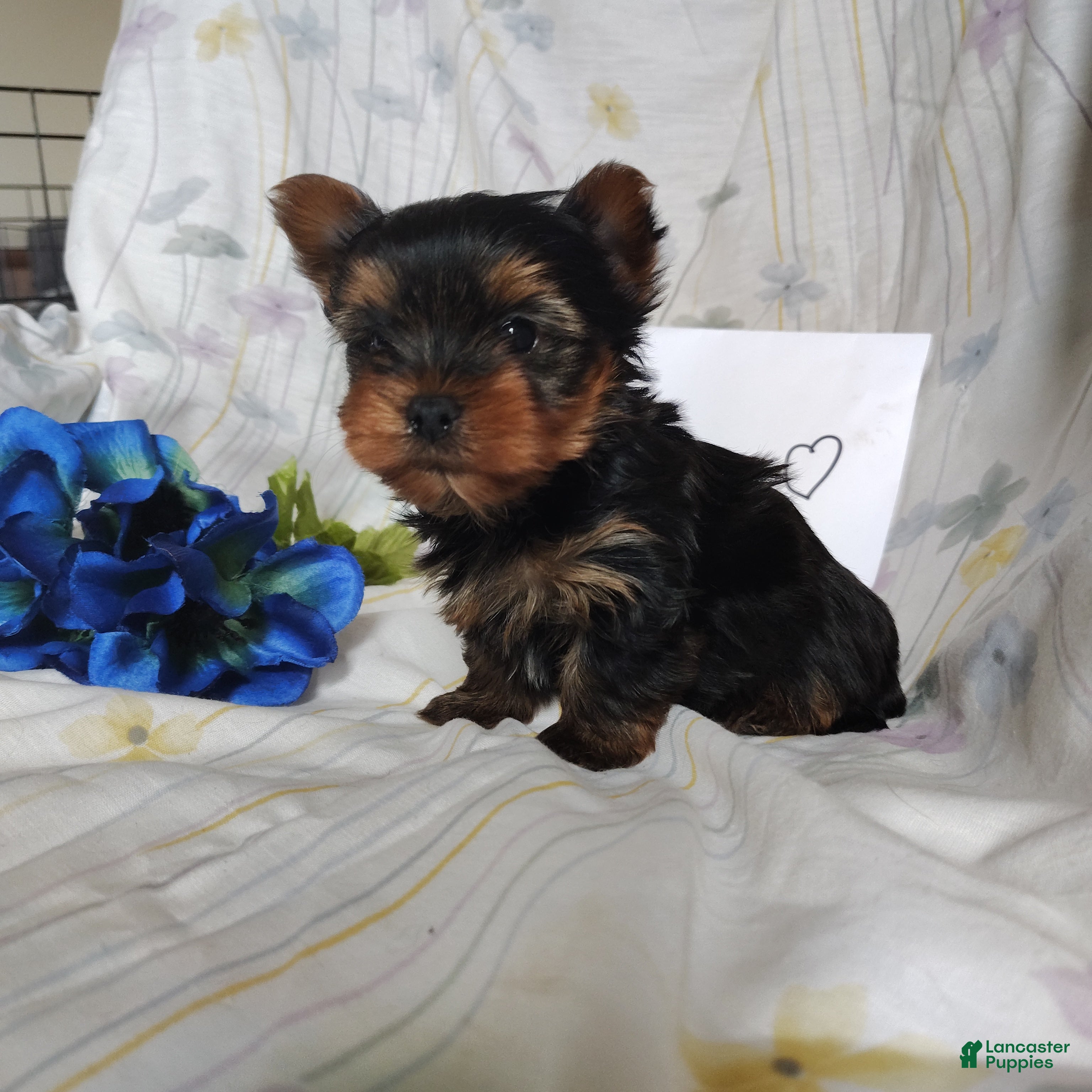 Yorkshire Terrier dogs Antonio - Ad 21