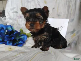 Yorkshire Terrier dogs Antonio - Ad 25