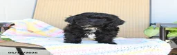 Havapoo dogs for sale: Bouncer - Ad 9