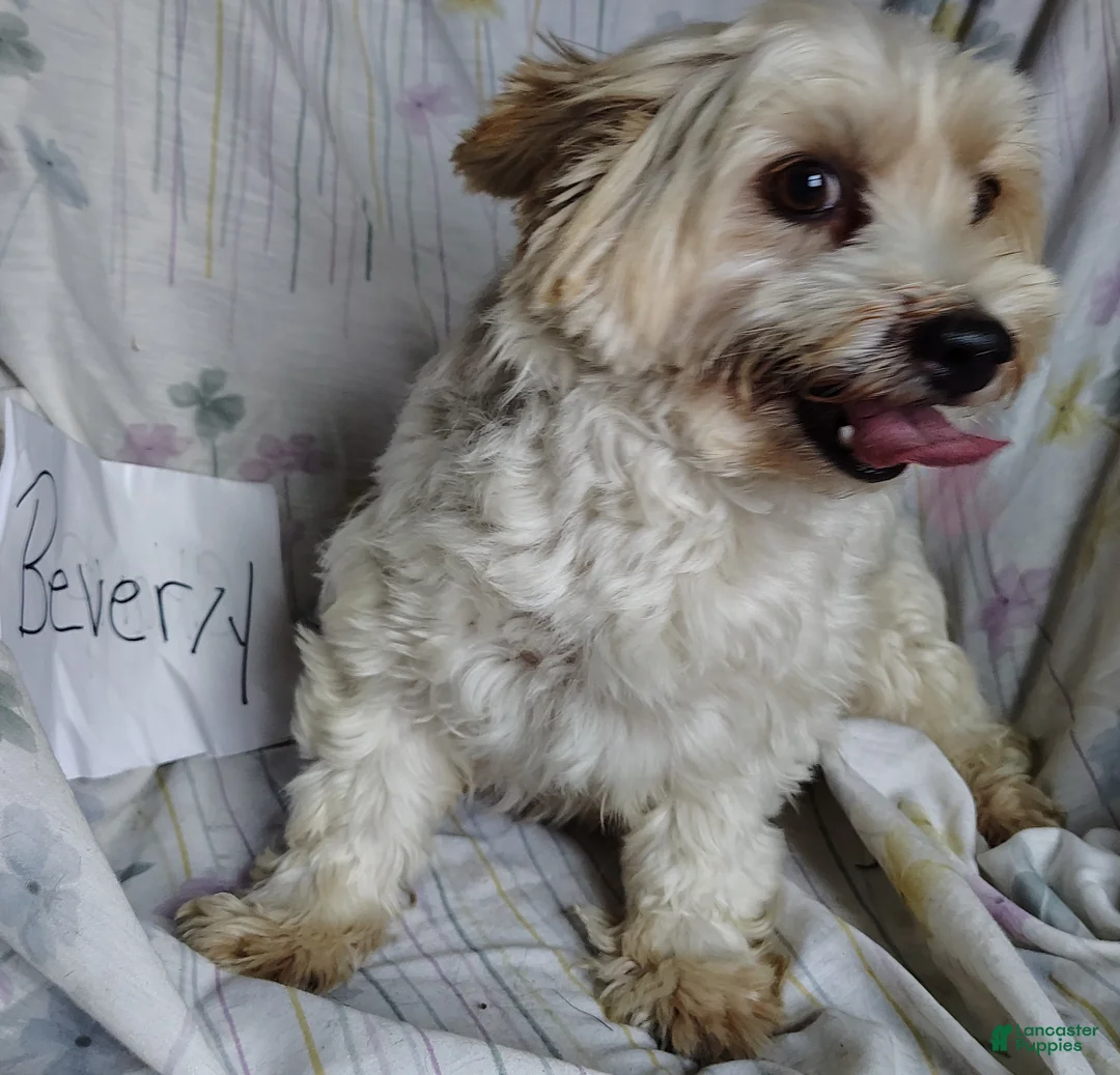 Yorkshire Terrier dogs for sale: Penelope - Ad 3