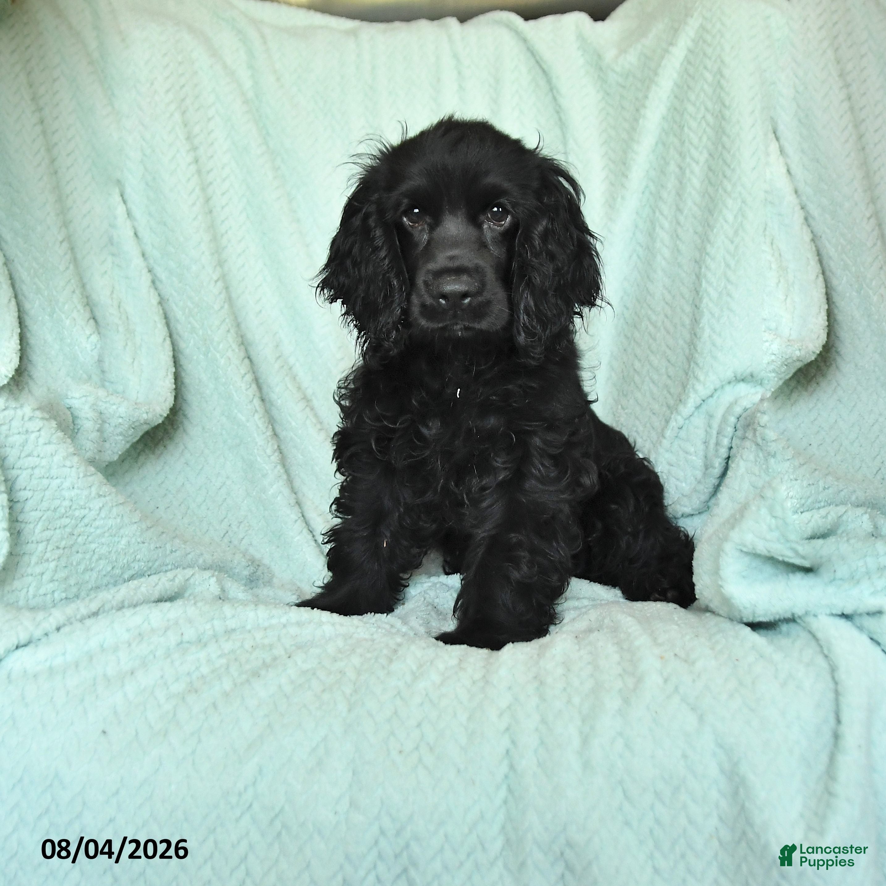 English Cocker Spaniel dogs Blacky - Ad 1