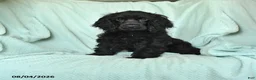 English Cocker Spaniel dogs for sale: Blacky - Ad 1