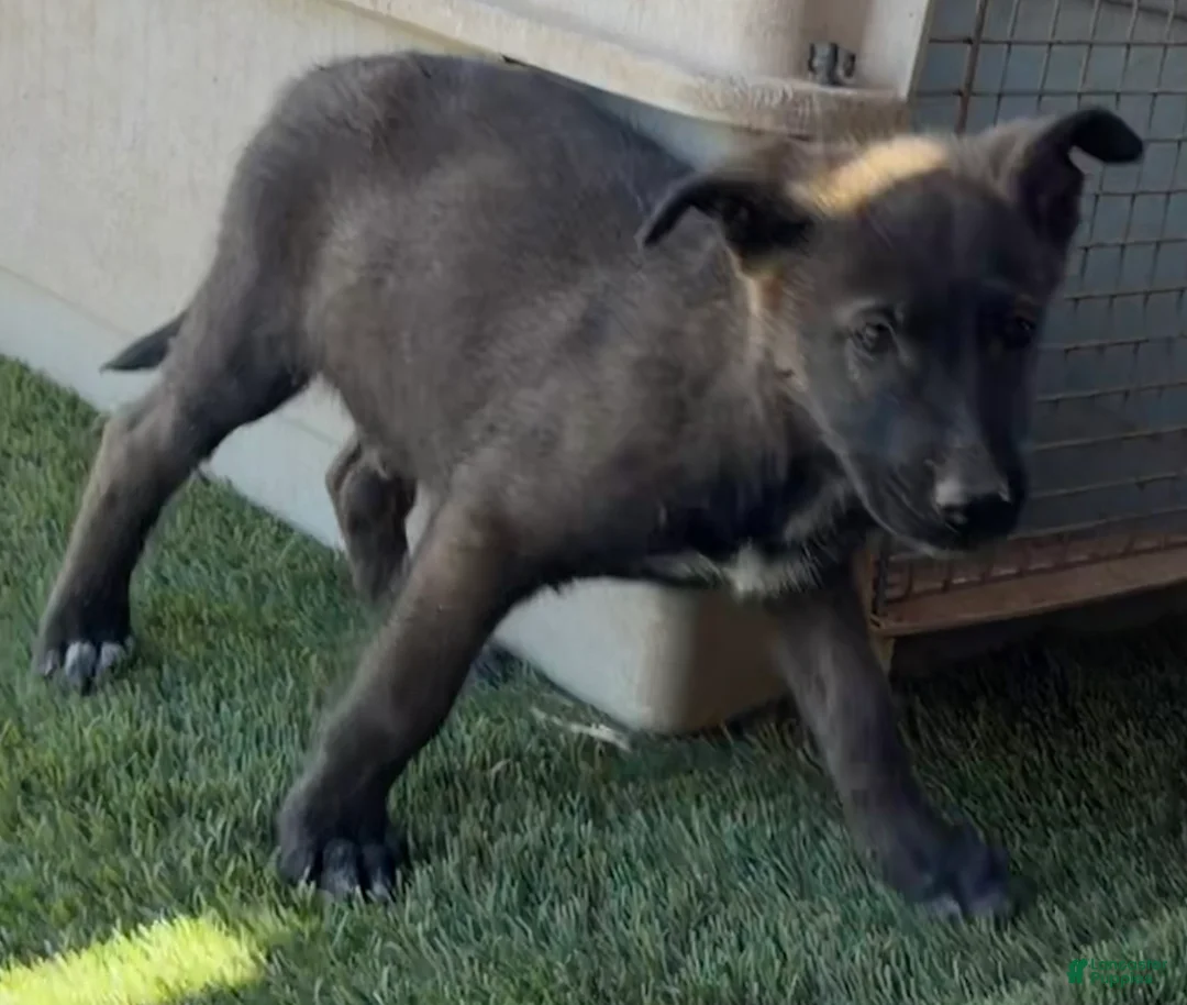 German Shepherd dogs for sale: German Shepherd Puppy 6 - Ad 1