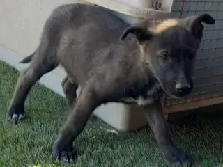 German Shepherd dogs German Shepherd Puppy 6 - Ad 14