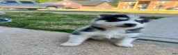 Siberian Husky dogs for sale: Tank - Ad 2