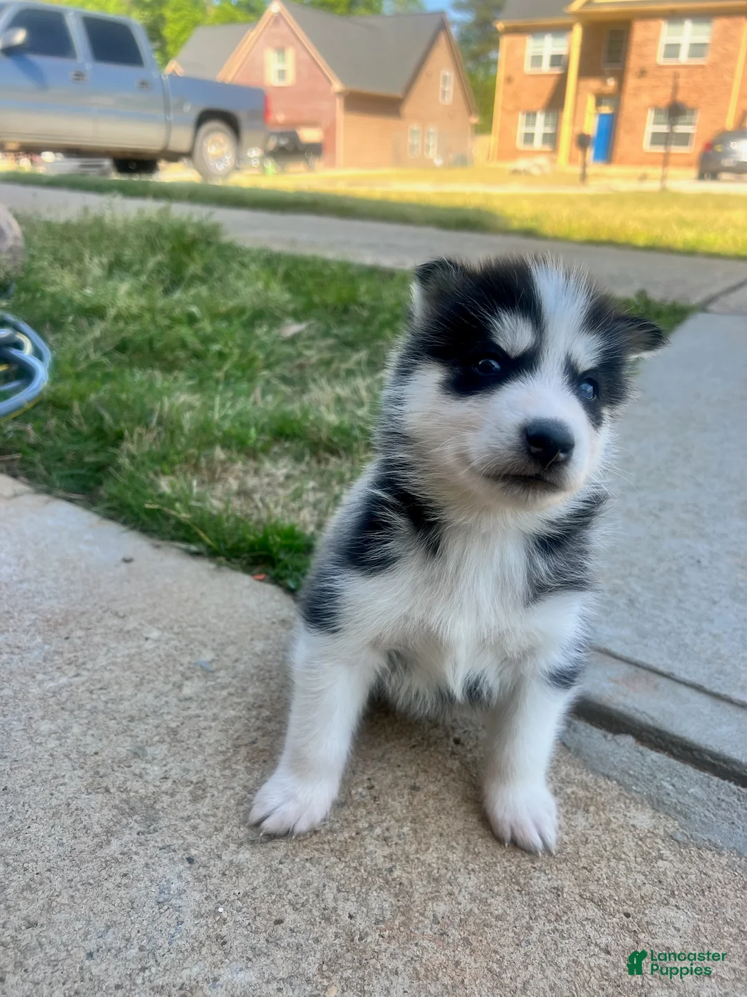 Siberian Husky dogs for sale: Tank - Ad 2