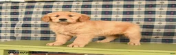 Golden Retriever dogs for sale: Bella   - Ad 3