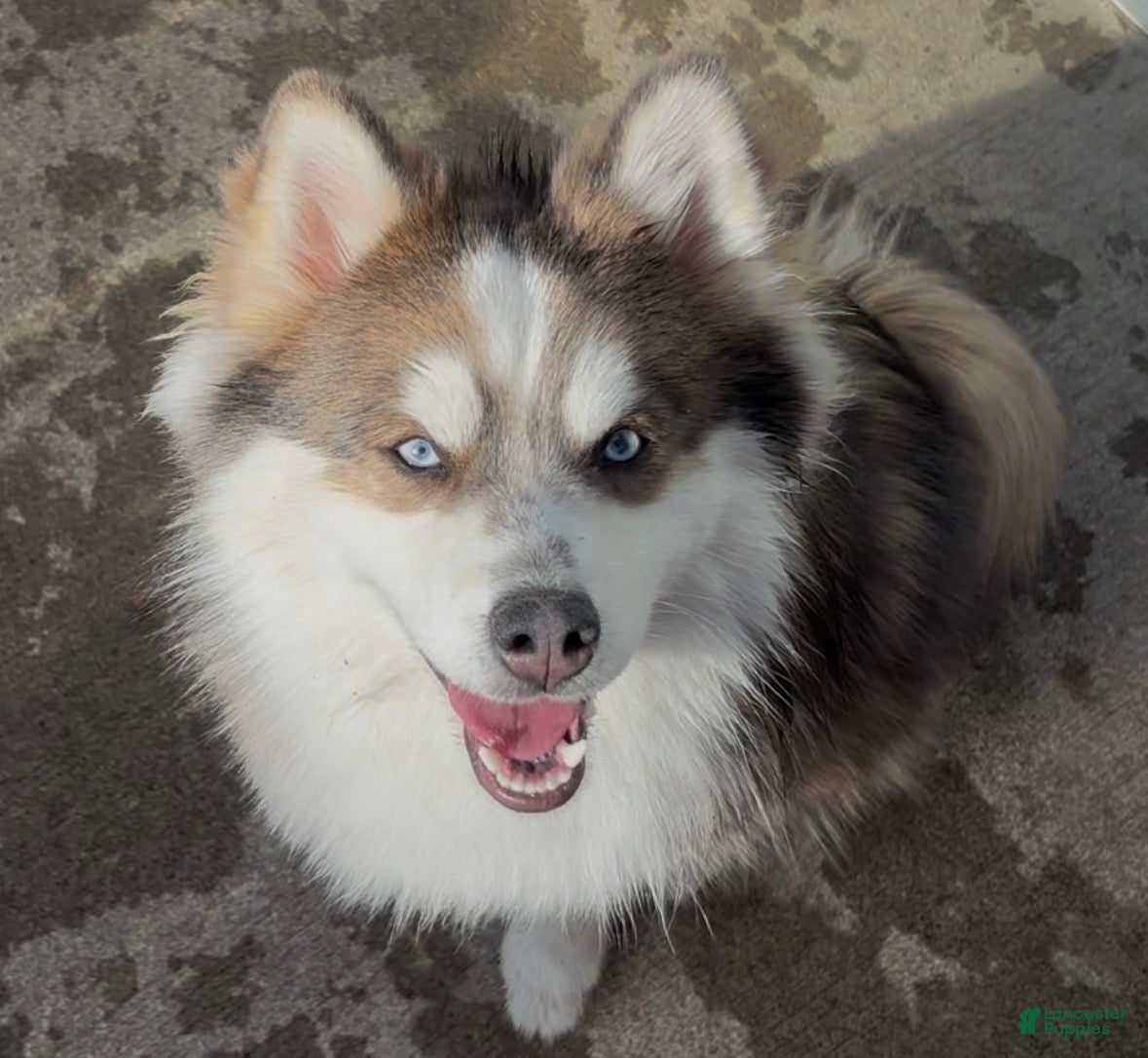 Pomsky dogs for sale: Pomsky Puppy 1 - Ad 1