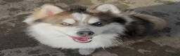 Pomsky dogs for sale: Pomsky Puppy 1 - Ad 1