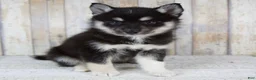 Pomsky dogs for sale: Bailie - Ad 1