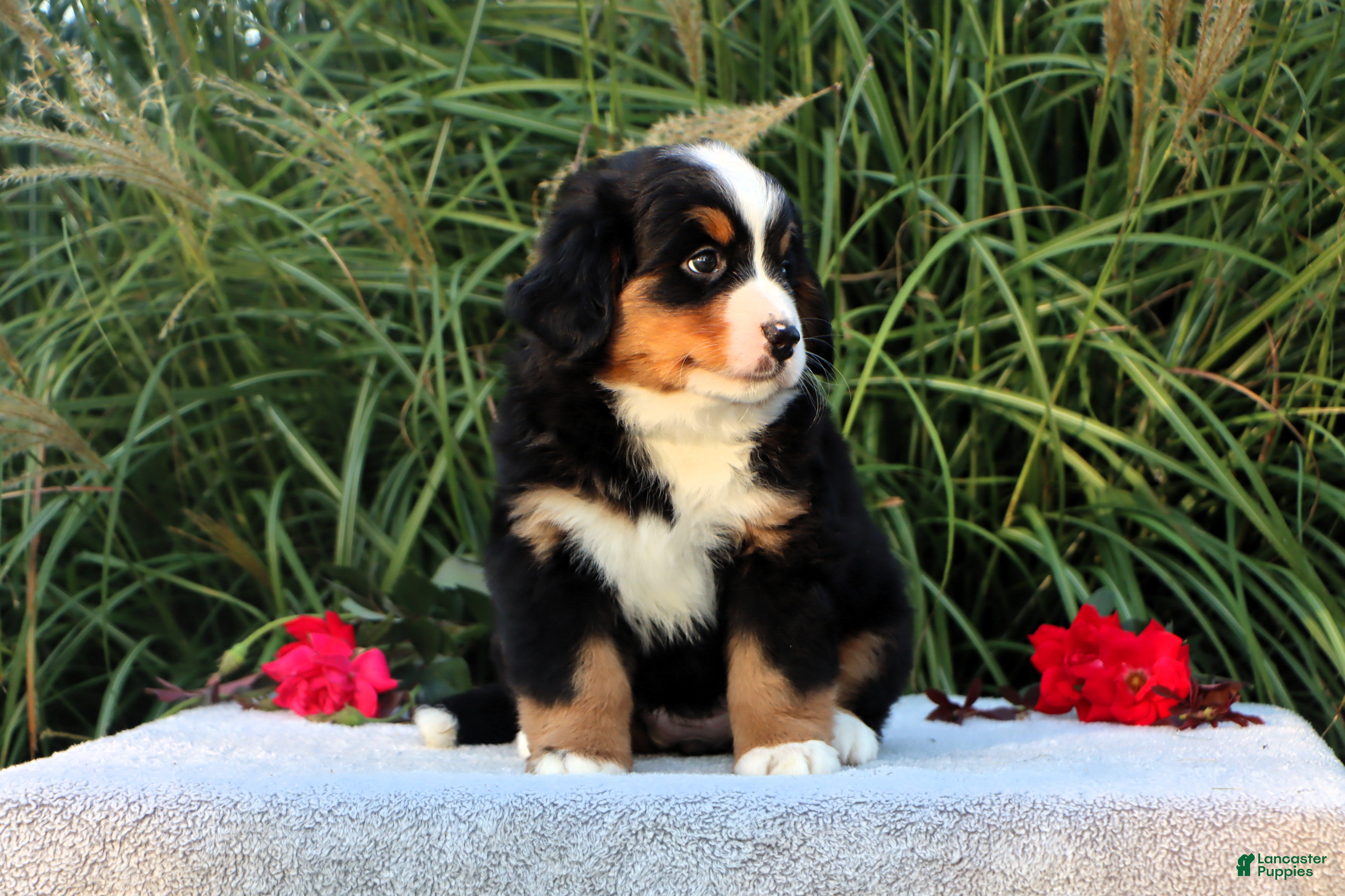 Bernese Mountain Dog dogs Lyndon AKC - Ad 1