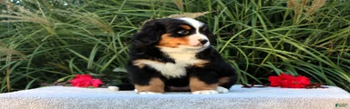 Lyndon AKC