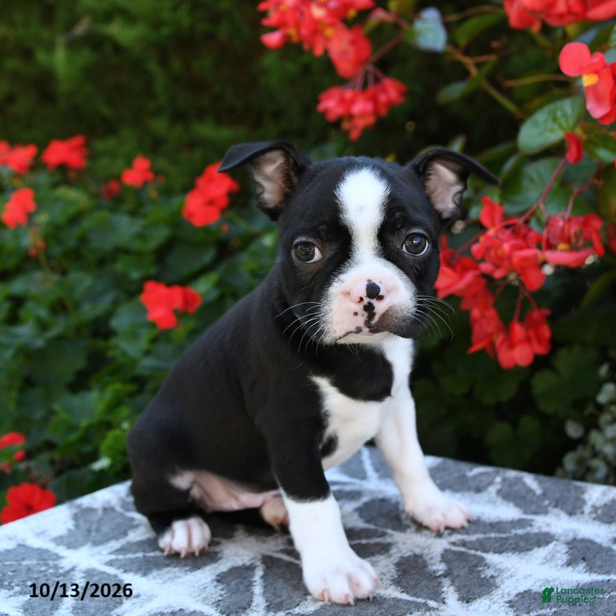 Boston Terrier dogs Yaro - Ad 2