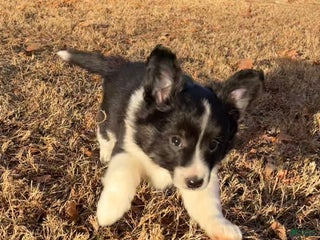 Mixed Breed dogs Zig Zig - Ad 5