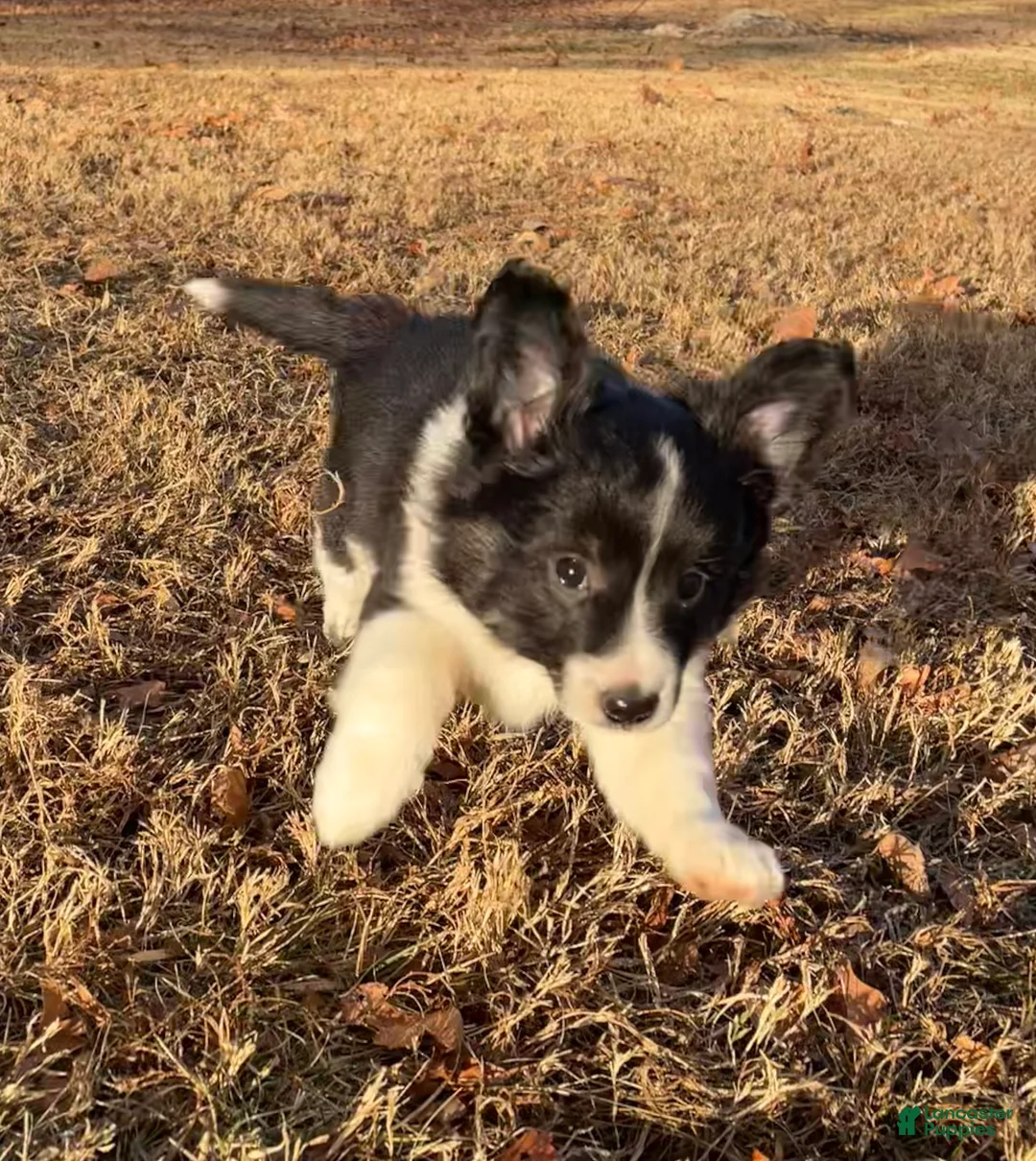 Mixed Breed dogs for sale: Zig Zig - Ad 1