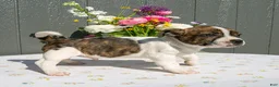 Mixed Breed dogs for sale: Prince - Ad 1