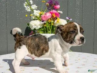 Mixed Breed dogs for sale: Prince - Ad 1