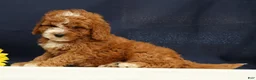 Cavapoo dogs for sale: Captain - Ad 3