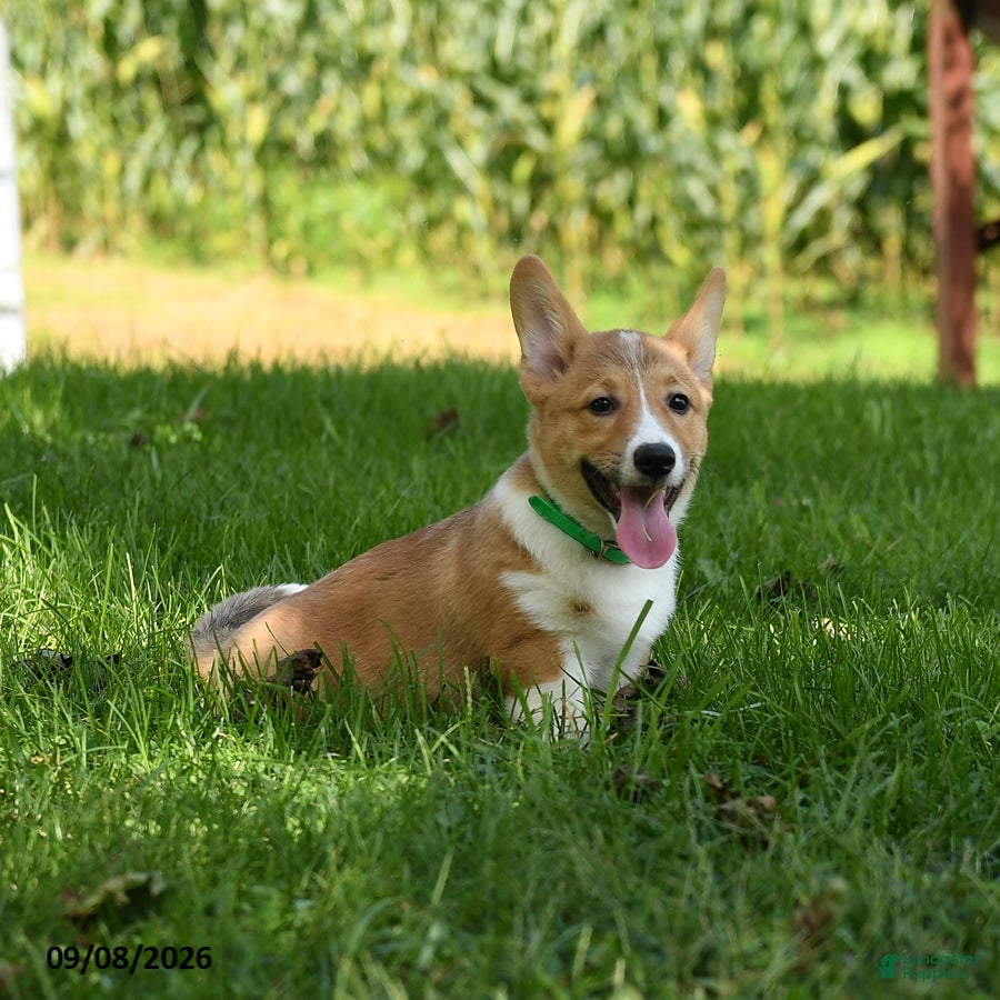Welsh Corgi Pembroke dogs Buddy  - Ad 1