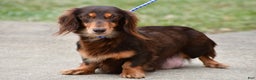 Miniature Dachshund dogs for sale: Charles - Ad 8