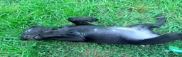 Cane Corso dogs for sale: Cain AKC red collar - Ad 17