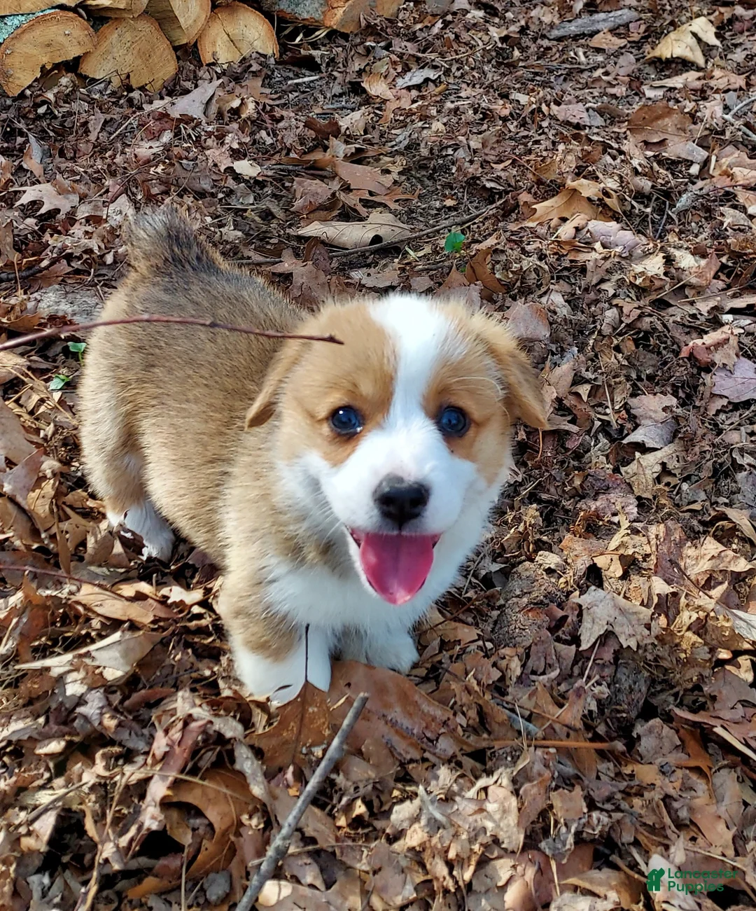 Welsh Corgi Pembroke dogs for sale: Welsh Corgi Pembroke Puppy 7 - Ad 3