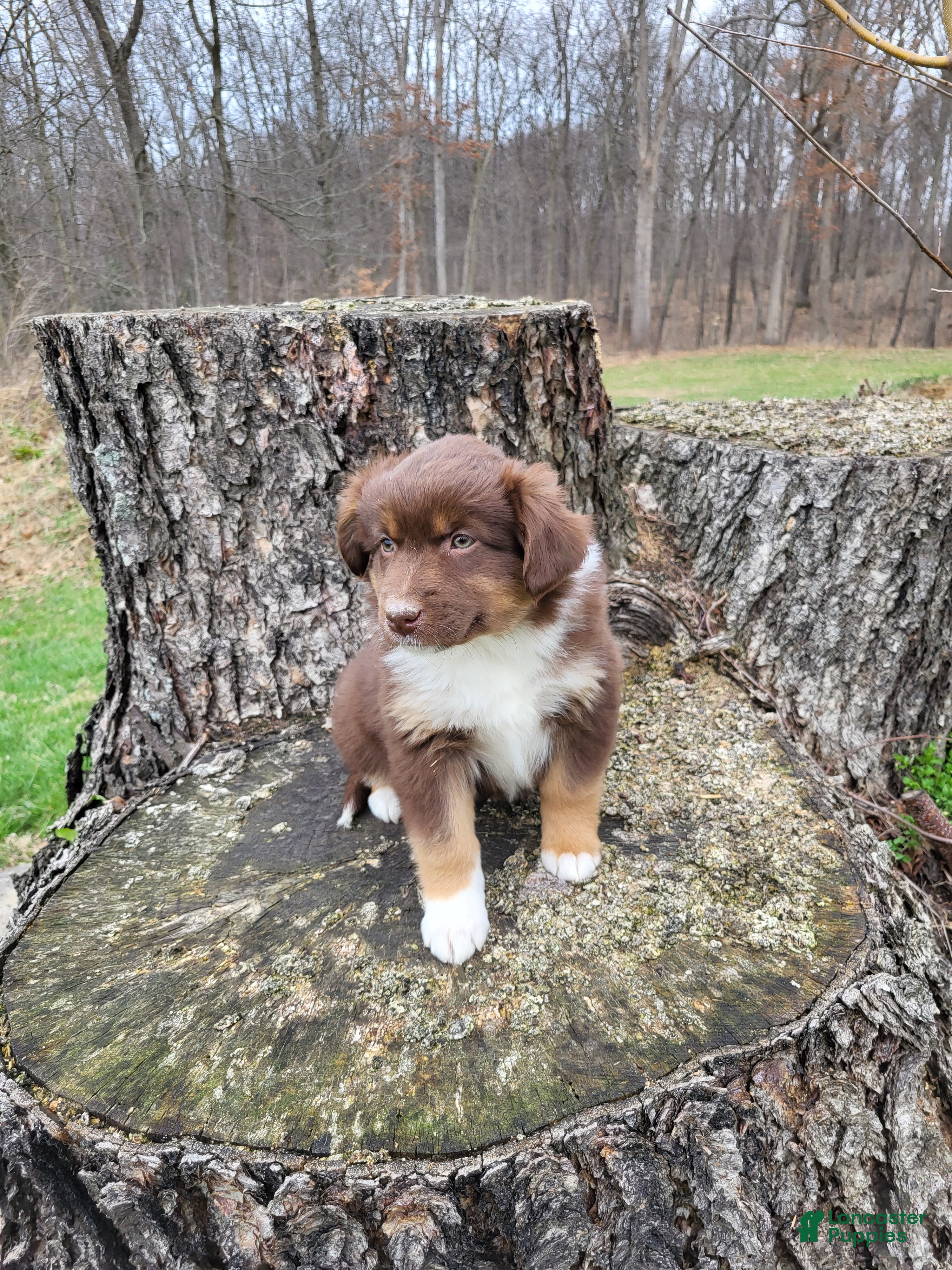 Australian Shepherd dogs Peaches - Ad 1