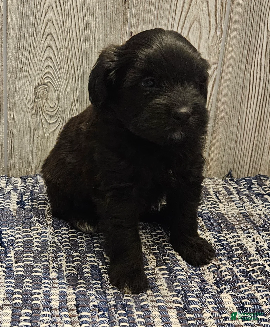 Mixed Breed dogs for sale: Rambo - Ad 2