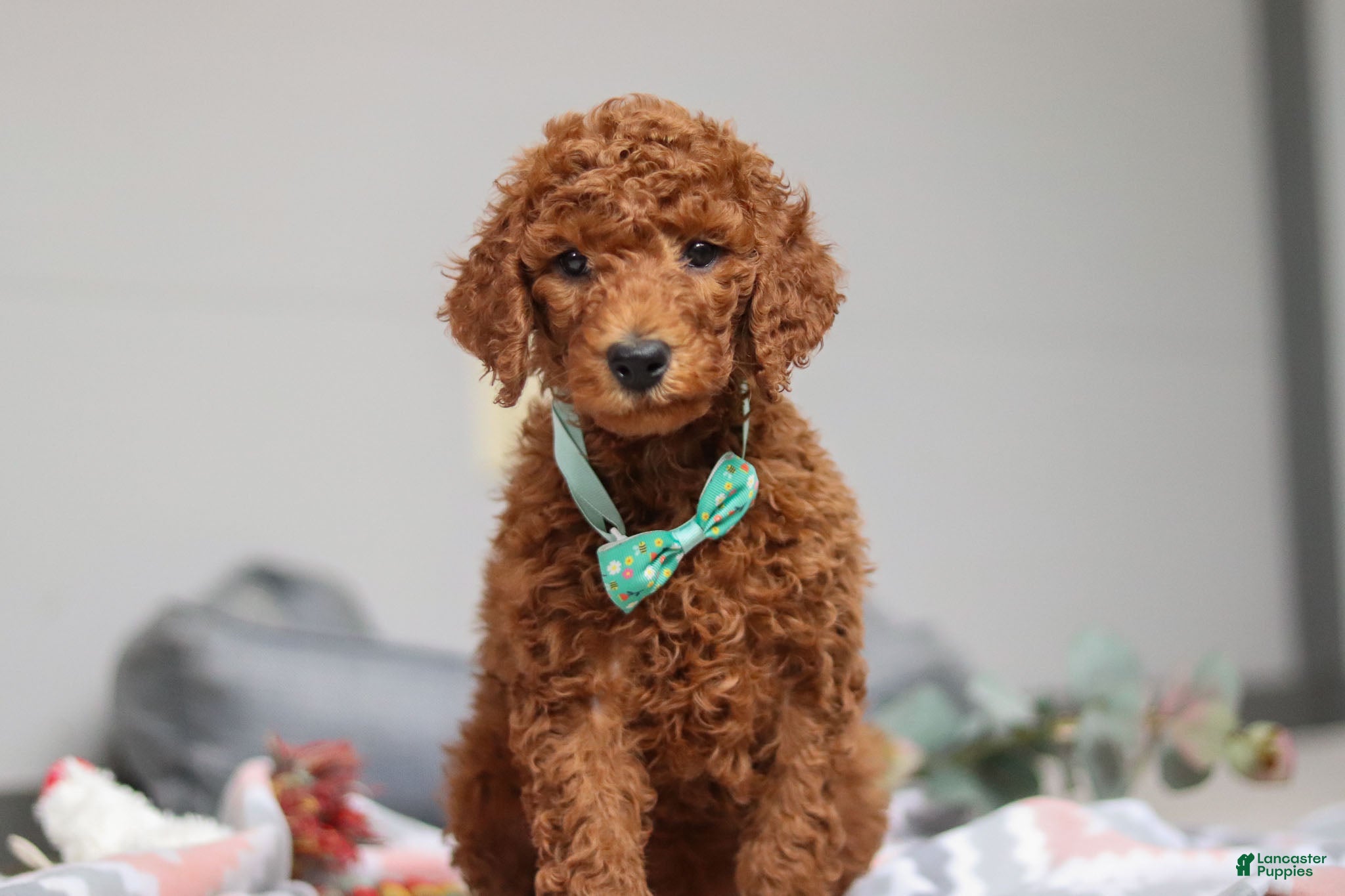 Standard Poodle dogs Maverick AKC - Ad 38