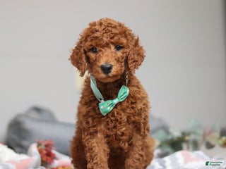 Standard Poodle dogs Maverick AKC - Ad 14