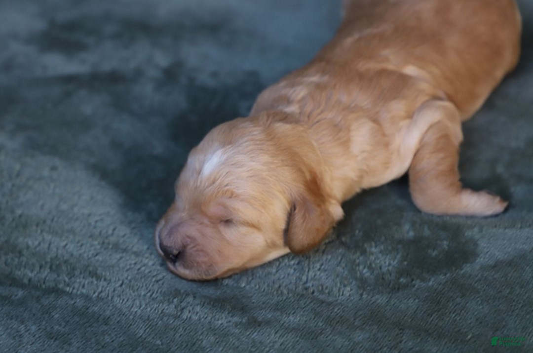 Goldendoodle dogs for sale: Mira - Ad 3