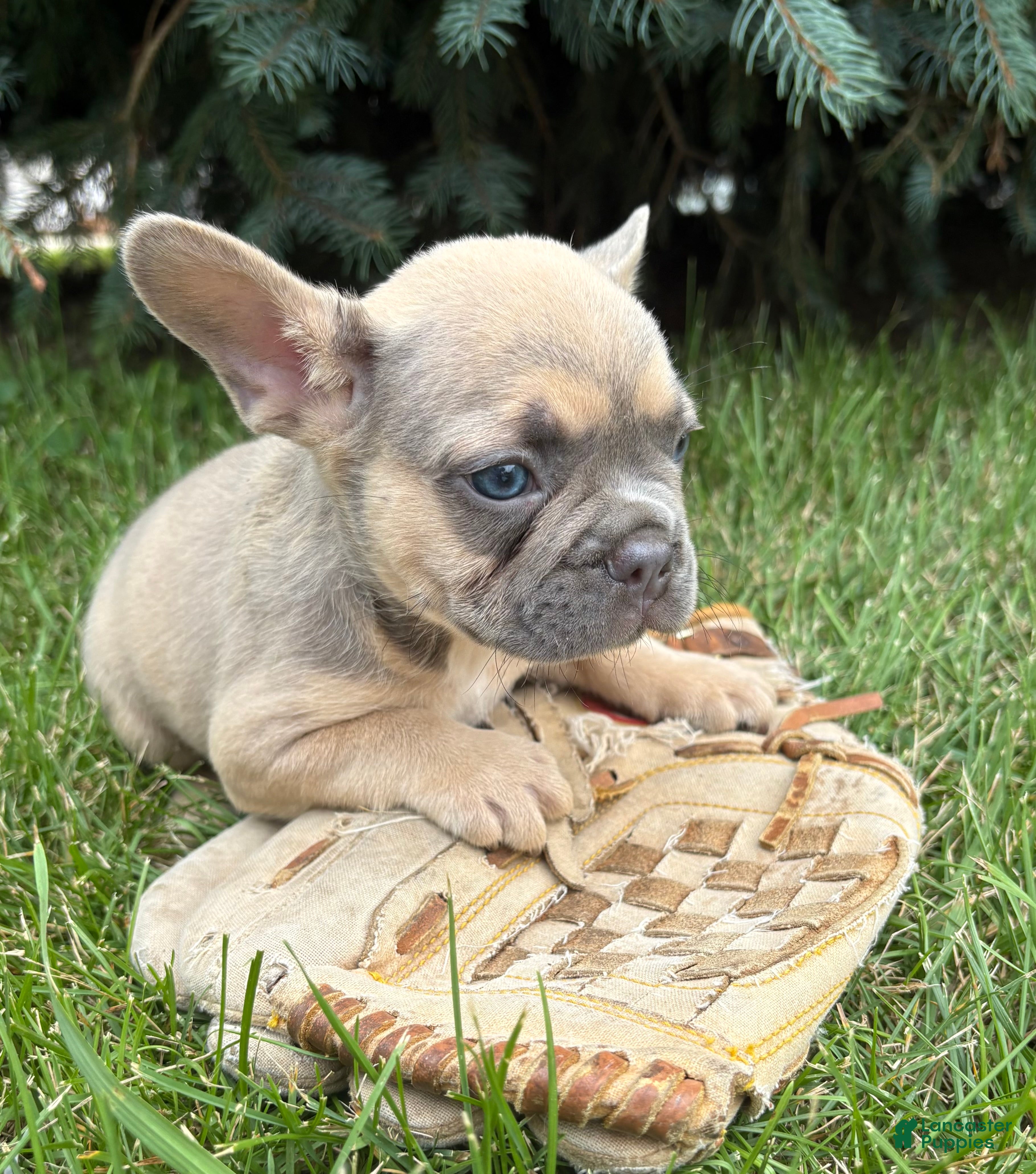 French Bulldog dogs Dewey - Ad 2