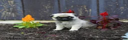Pug dogs for sale: Alice - Ad 1