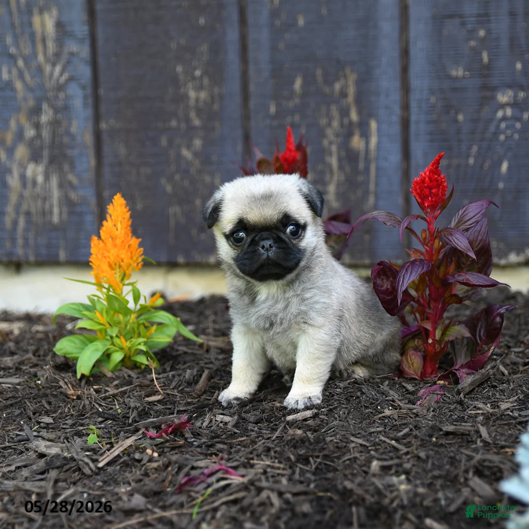 Pug dogs for sale: Alice - Ad 1