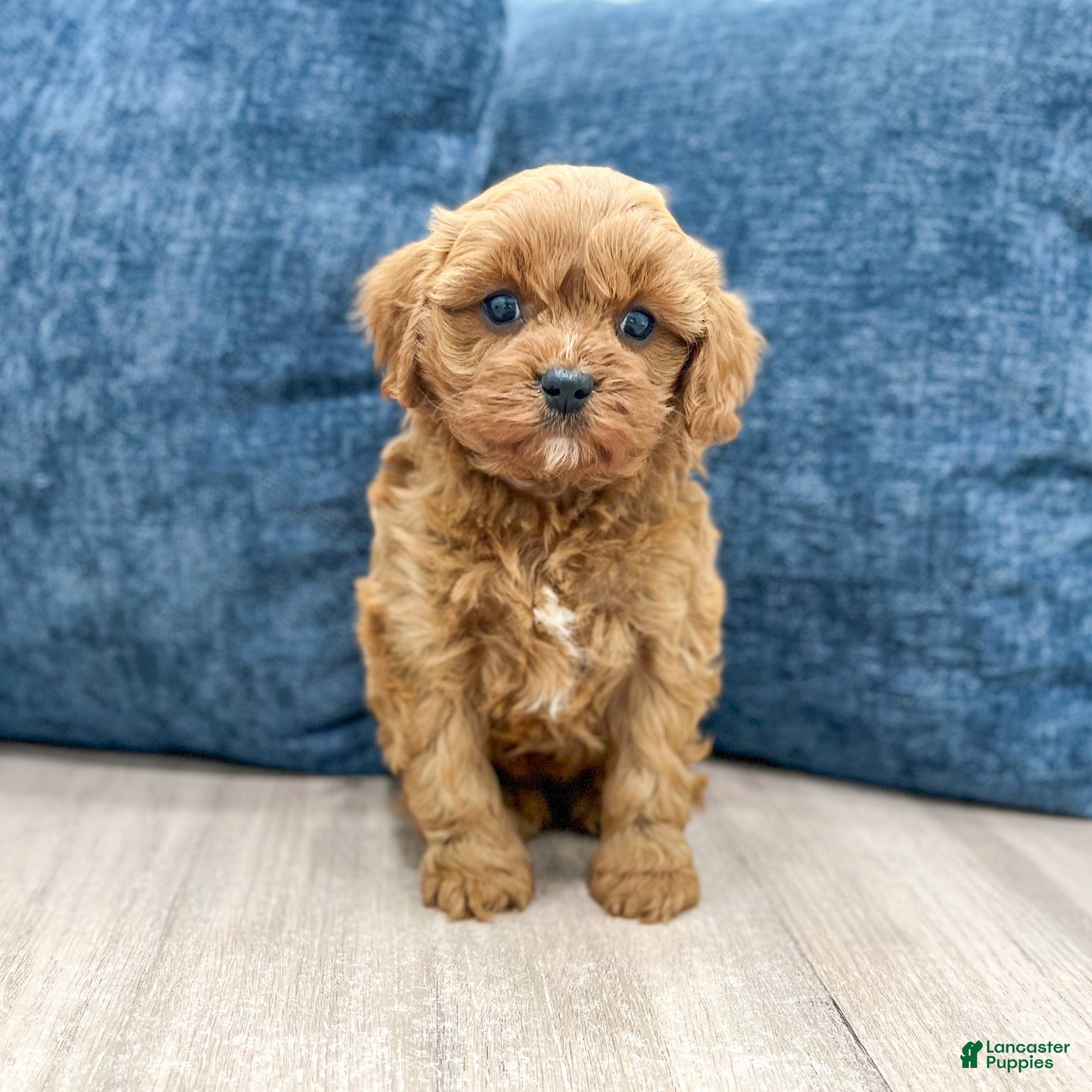 Cavapoo dogs Greta - Ad 1