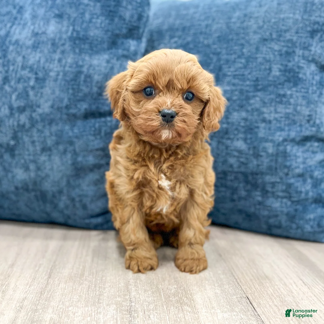 Cavapoo dogs for sale: Greta - Ad 1